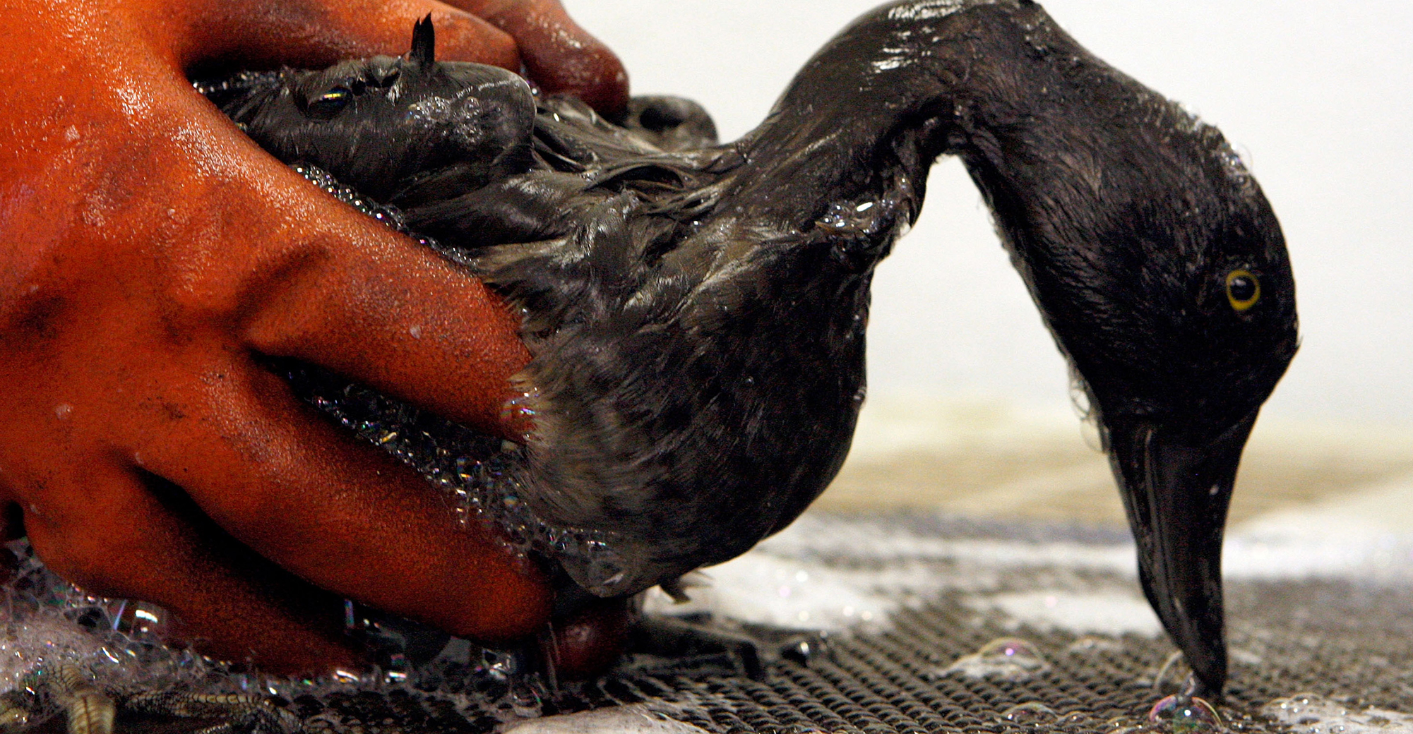 Животные страдают от загрязнений. Птицы в нефте. Птица в мазуте. Разлив нефти птицы.