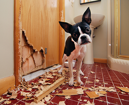 dog ate door in apartment--looks very sorry