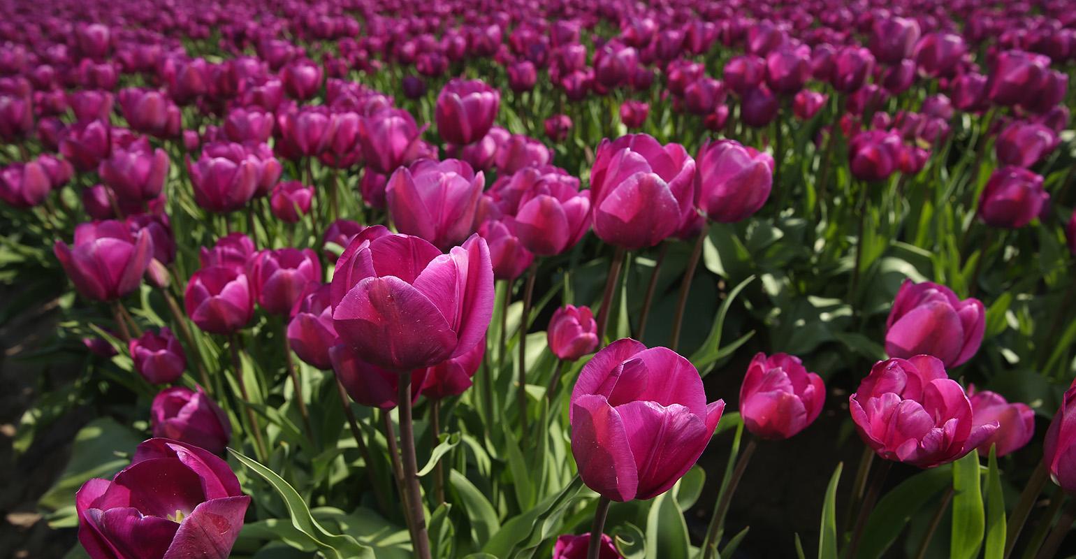 Is the Passive Indexing Craze the New Tulip Bulb Mania? | Wealth Management