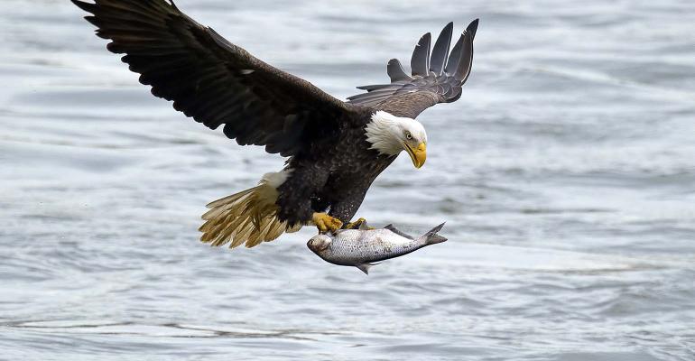 bald-eagle-fish.jpg