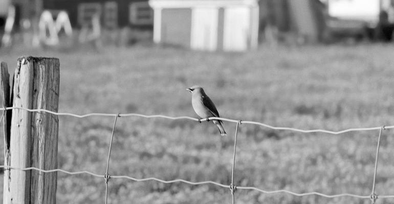 bird sitting on fence