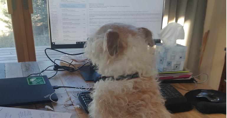 dog at computer 