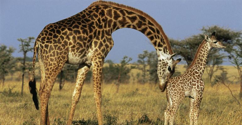 giraffe-nudge.jpg
