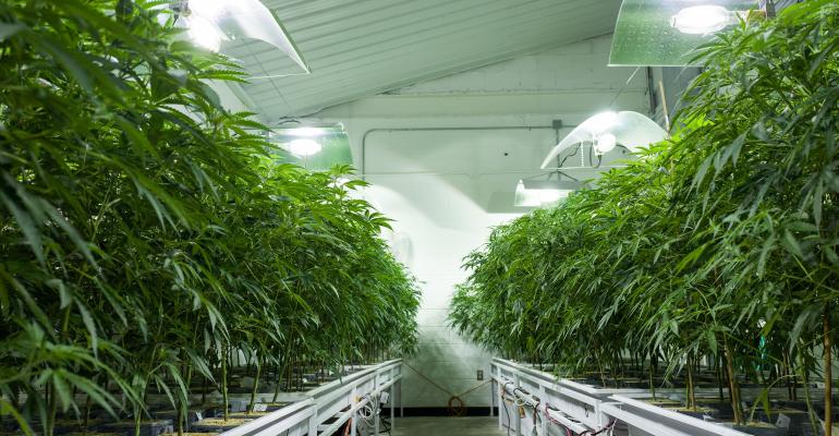 marijuana grown indoors-Drew Angerer Getty Images-592213296.jpg