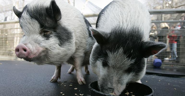 pot-bellied-pigs.jpg