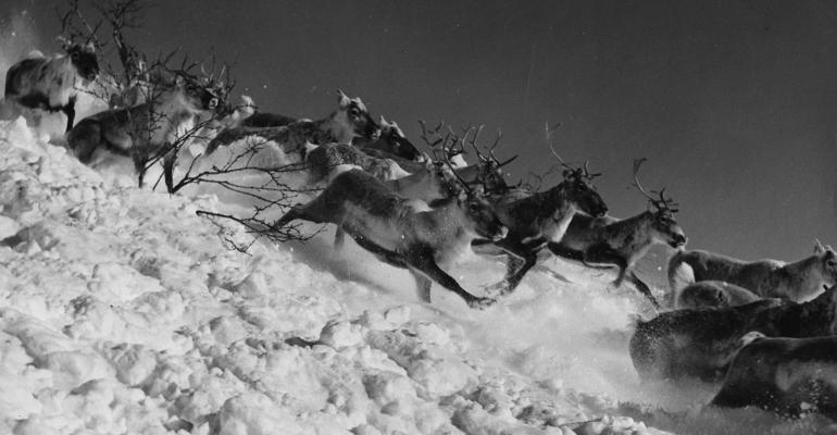 reindeer-stampede.jpg