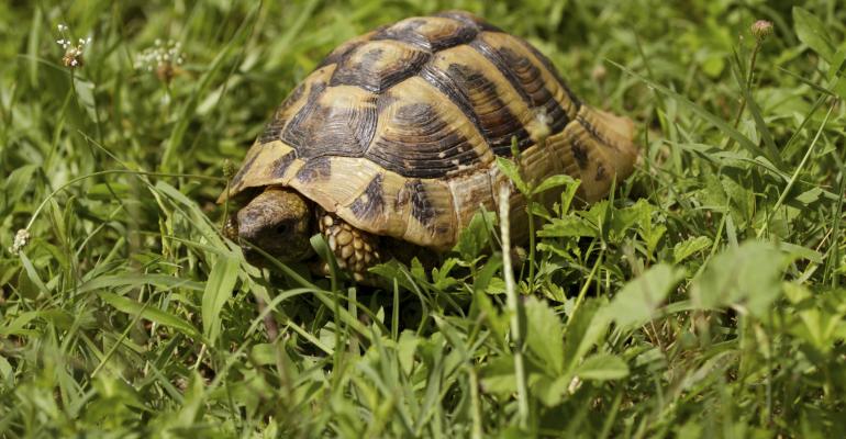 Clients, Like Turtles, Can Go Missing - How Can We Get Them Back?