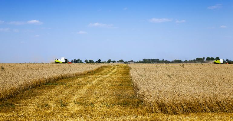 farm wheat field