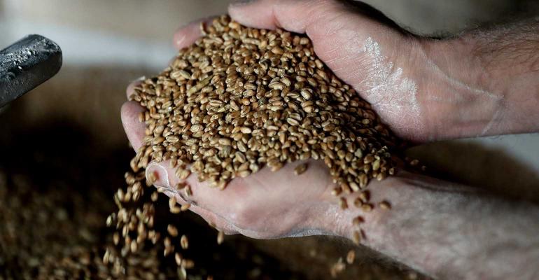 wheat-grain-hands.jpg