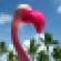 flamingo-palm-tree.jpg
