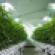 Marijuana grown indoors.