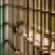 prison-cell-doors-bars.jpg