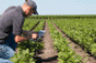 3 Ways the IoT Revolutionizes Farming