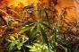 cannabis-David McNew_Getty Images-149251752.jpg