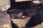 cashcats-glasses.png