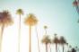 palm-trees-california.jpg