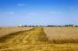 farm wheat field