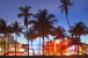 Miami beach palm trees