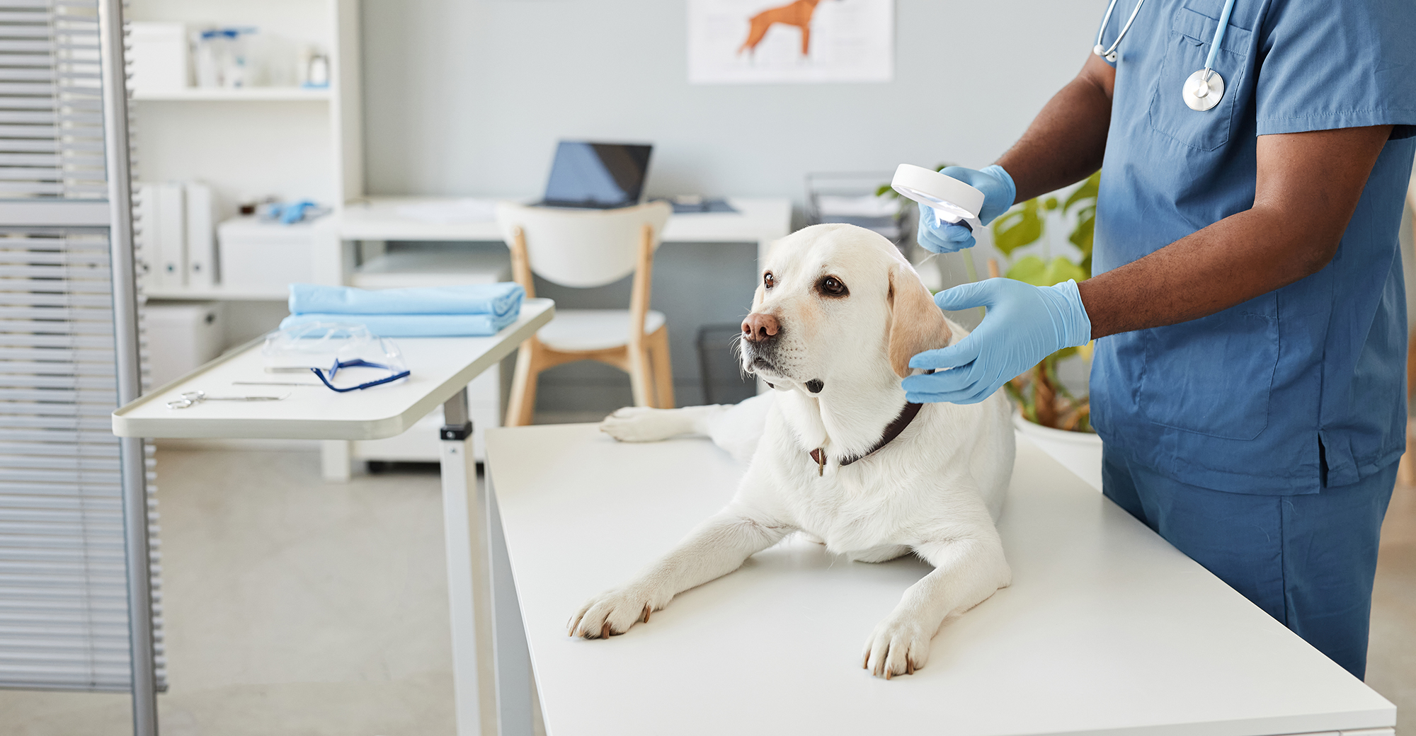 CRE Investors Are Turning Their Attention to Veterinary Clinics | Wealth  Management